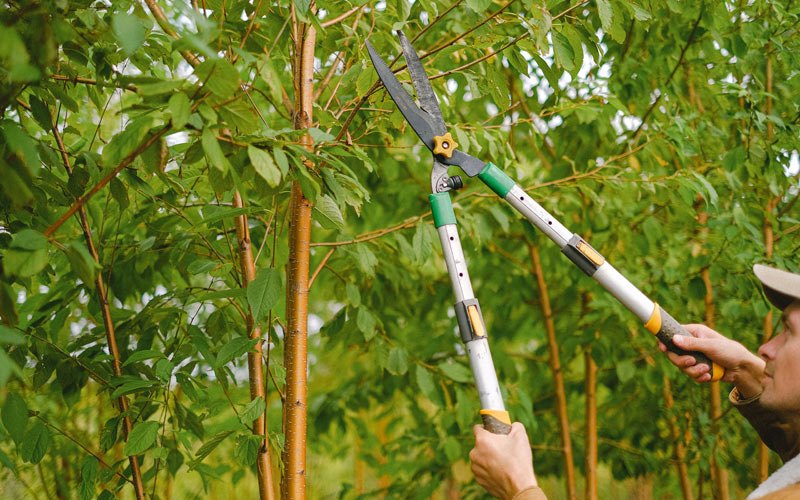 Tree trimming in Sprankle Mills, PA